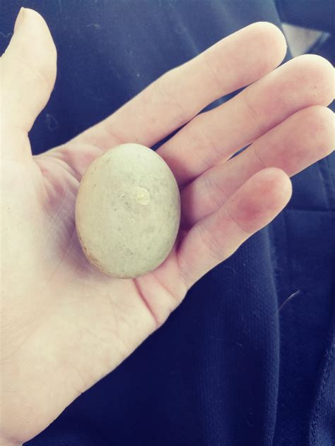 An Almost Perfectly Smooth Egg Shaped Rock I Found Rmildlyinteresting