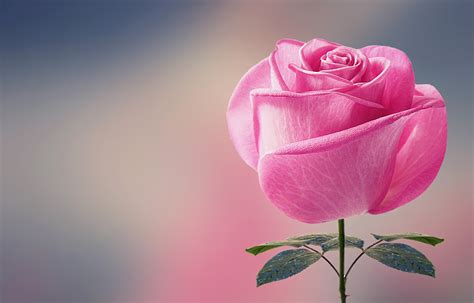 Free Photo Pink Rose Beauty Flower Fresh Free Download Jooinn
