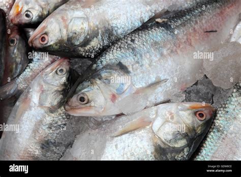 Hilsa Fish Hi Res Stock Photography And Images Alamy