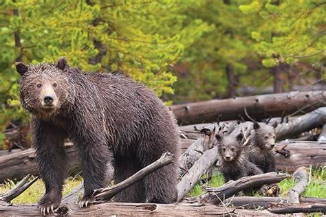 Victory No Trophy Grizzly Hunt Endangered Species Act Safeguards For