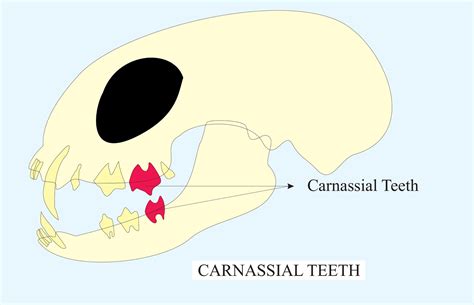 Carnassial Teeth Are Modified Foracrushingbgrindingctearingdcutting