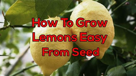 How To Grow Lemon Trees From Seed Easy Part 1 Youtube
