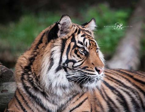 Daseep Is A Beautiful Sumatran Tiger At Dudley Zoo Sumatran Tigers Are