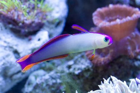 Purple Firefish Goby For Sale Nemateleotris Decora Top Care Facts