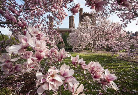 The Botany Of Magnolias Smithsonian Gardens