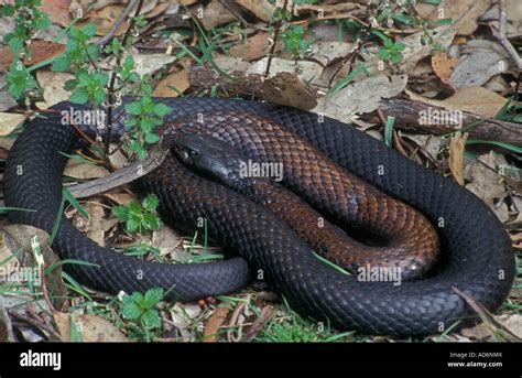 Black Tiger Snake Notechis Ater Australia Highly Venomous Stock Photo