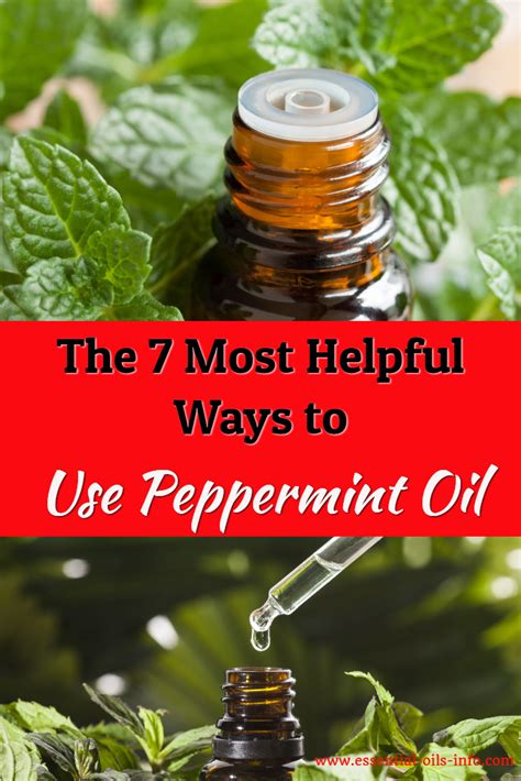 Peppermint Oil Young Living Essential Oils For Aromatherapy