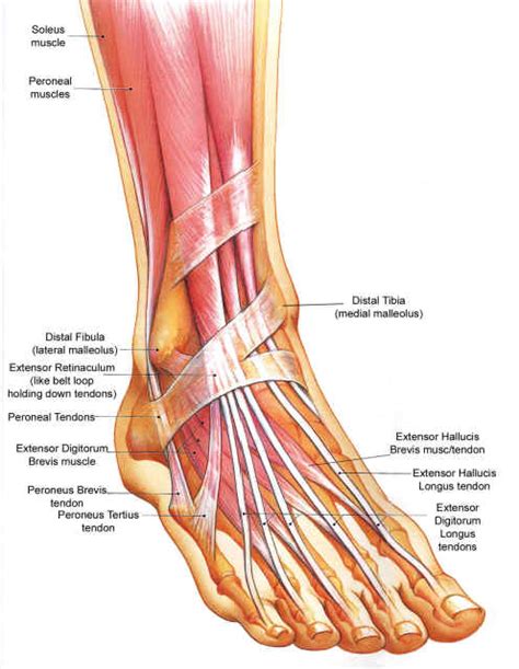 Learn anatomy faster and remember everything you learn. Anatomy of the Foot | Health Life Media