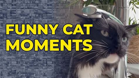 The Best And Funniest Cat Moments Youtube