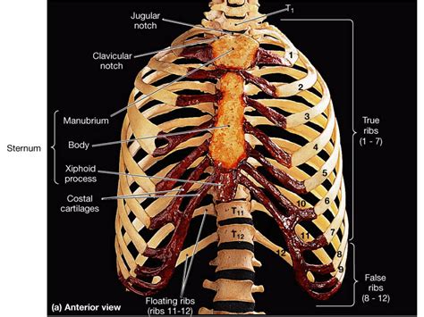 This is an online quiz called ribs and sternum anatomy. Vertebral Column