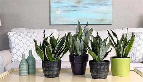 It's all af big game of trial and error, horton adds. 14 Best Indoor Succulents To Grow At Home | Balcony Garden Web