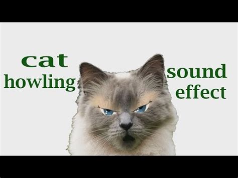 Funny crazy big cat sounds. The Animal Sounds: Cat Howling - Sound Effect - Animation ...