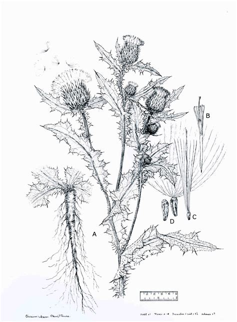 Thistle flower free brushes licensed under creative commons, open source, and more! bull thistle web page | Thistle tattoo, Thistles art ...
