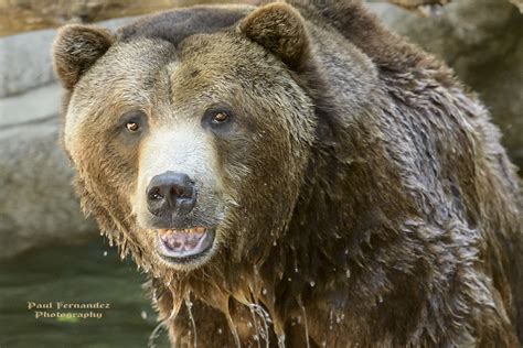 On Black Grizzly Bear Close Up At The Denver Zoo Colorado By D200