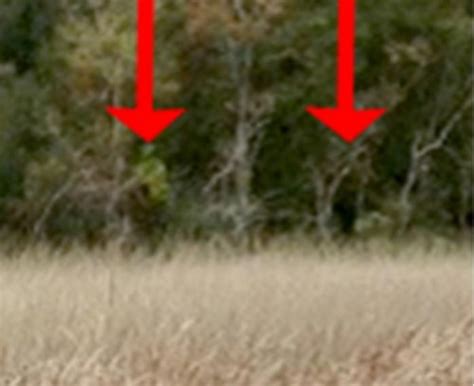 Two Bigfoot Creatures Spotted Together In East Texas Updated With