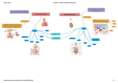 Top Imagen Sistema Respiratorio Mapa Mental Viater Vrogue Co