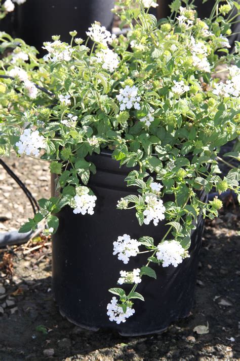 Lantana Montevidensis Trailing White Container Plants Privacy