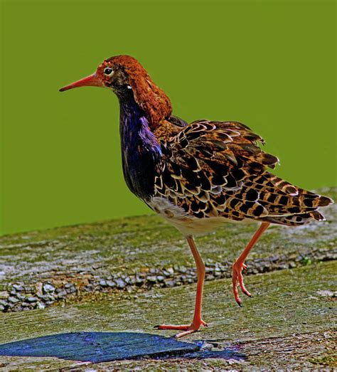 Male Ruff In Breeding Plumage Captive Not My Usual Type Flickr