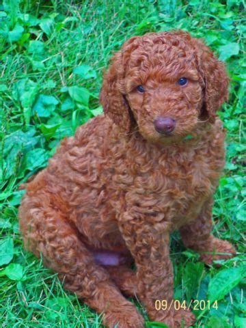 Lancaster puppies has standard poodle puppies for sale. DARK RED Standard Poodle Puppies for Sale in Prairie Grove ...