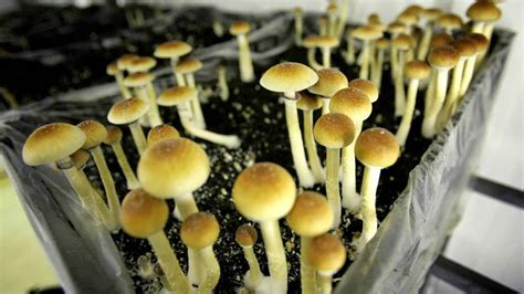 How To Grow Mushrooms Indoors Sociedelic
