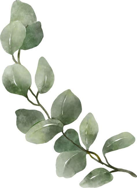 Eucalyptus Watercolor Leaves Illustration 9369328 Png