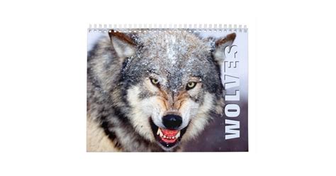 Wolves Wall Calendar Zazzle
