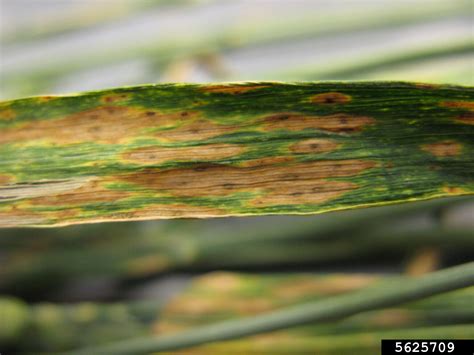 Septoria Leaf Spot Of Wheat Septoria Tritici