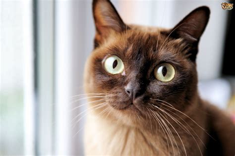 However, it is not known whether the condition is inherited. Burmese cat health and genetics | Pets4Homes