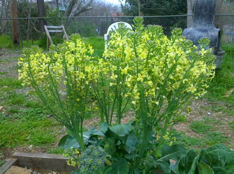 Tips For Preventing Bolting In Broccoli Plants