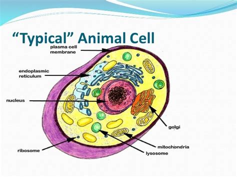Rough Er In A Animal Cell Parts Of A Animal Cell Pitts Diagram