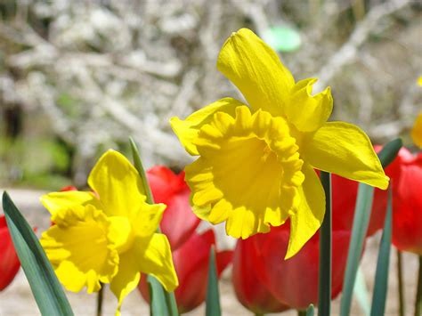 Daffodil Flowers Art Prints Spring Daffodils Red Tulip Garden