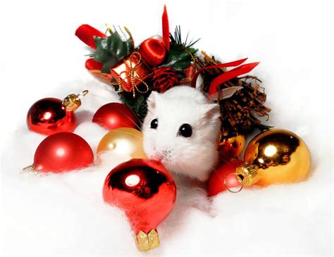 Kari Hamster Wallpaper Pet Holiday Holiday Decor Cute Hamsters