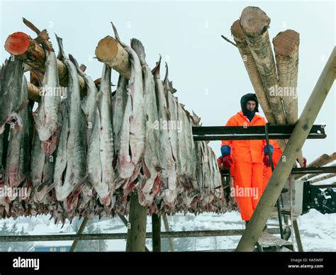 Air Drying Of Stockfish Lofoten Norway Stock Photo Alamy