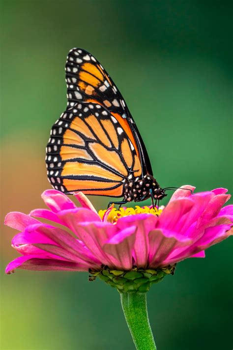 7 Fascinating Monarch Butterfly Facts Birds And Blooms