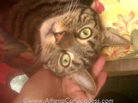 Athena Cat Goddess Wise Kitty Funny Friday
