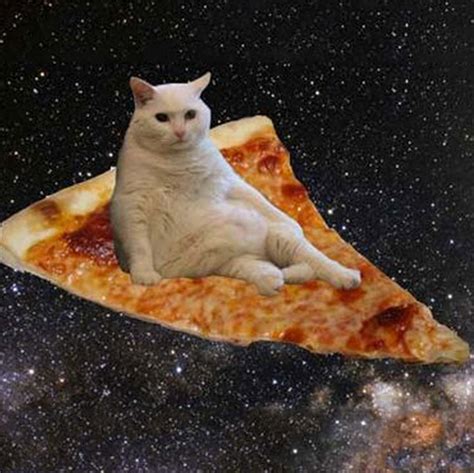 11 Pizza Wheels Chips Click Visit And Get More Ideas Cats Pizza Cat