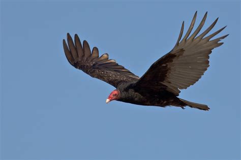 The Daily Bird New England Signs Of Spring The Vulture