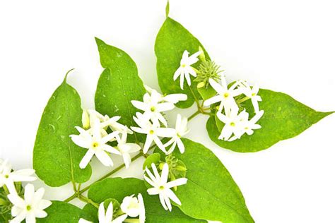 Best Star Jasmine Stock Photos Pictures And Royalty Free Images Istock
