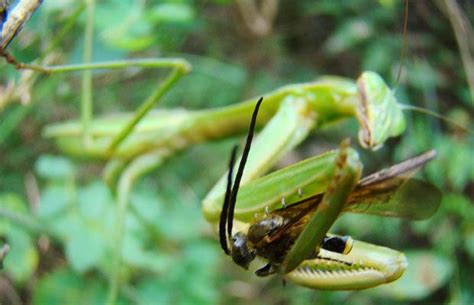Is Is True Praying Mantis Eat Each Other After Sex Animals Eating