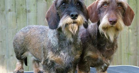 These comprise deep black, chocolate, grey, and white; 10 Adorable Wire Haired Dachshund Pictures