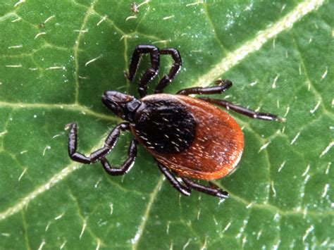 Ticks Carrying Lyme Disease More Prevalent Than Ever In Pa Pittsburgh