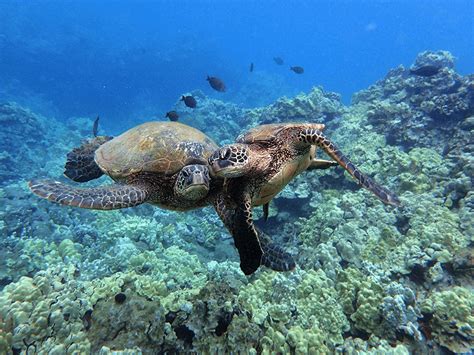 Turtle Town Maui Swim With Hawaiian Green Sea Turtles