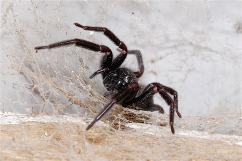 Giant House Spider The Life Of Animals