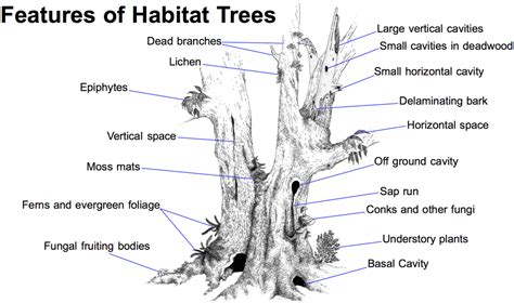 Environmental — Arboriculture International Tree Preservation Isa