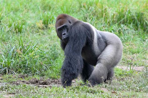 Western Lowland Gorilla Facts