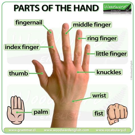 Parts Of The Hand English Vocabulary Woodward English Learn English