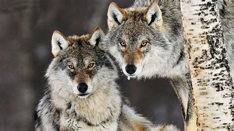 Animals Norway Gray Wolf Wolves 1920x1080 Wallpaper High