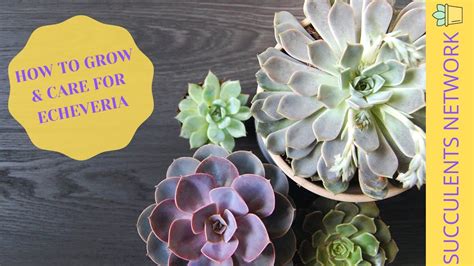How To Grow And Care For Echeveria Youtube