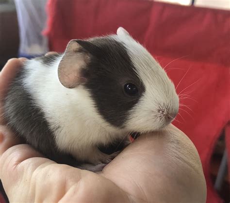 Pin On Baby Guinea Pigs For Sale