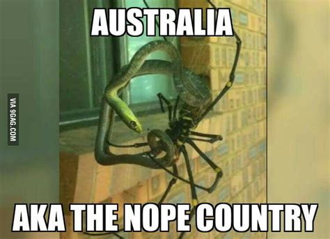 This Is In Australia Where There Are Spiders Big Enough To Eat A Snake